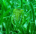   This pretty Cuttlefish hide between sea grass. myself its amazing shoot got here front but also back site. grass site  